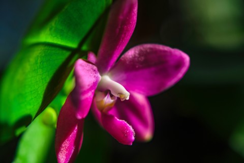 Pink orchid