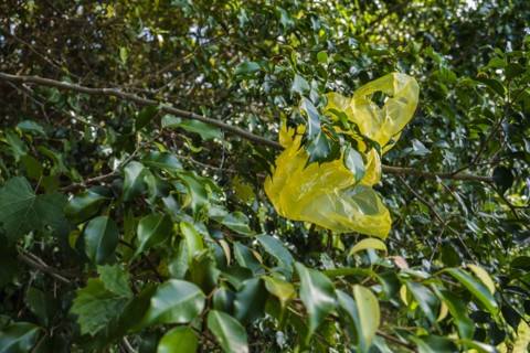 Yellow plastic bag in tree