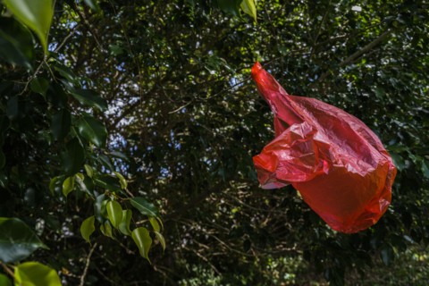 Red plastic bag in tree