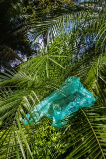 Blue plastic bag on frond