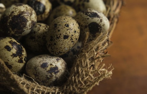Bird eggs in basket
