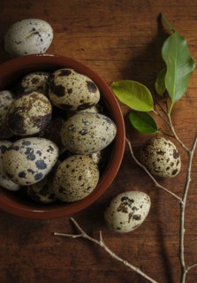 Bird eggs in bowl by branch