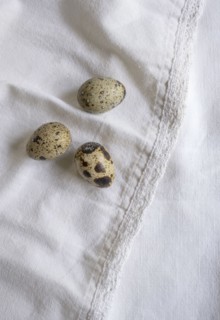 Bird eggs on white fabric