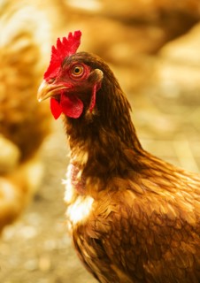 Brown rooster