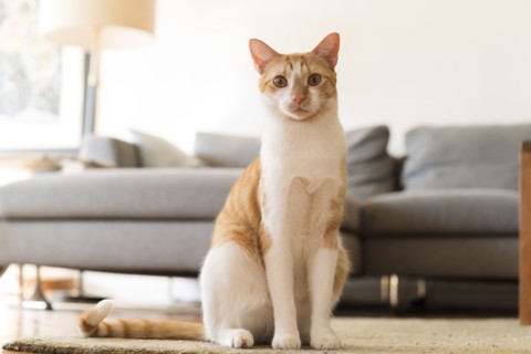 Cat sitting on rug by sofa