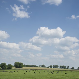 Cows in field