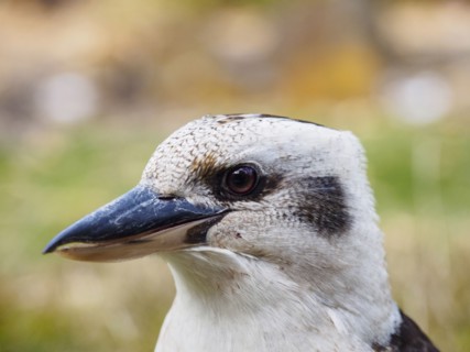 Laughing kookaburra