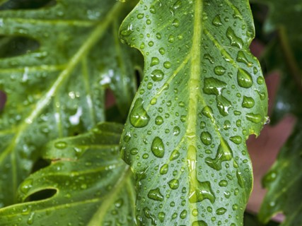 Dew droplets on leaves