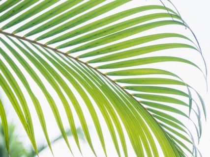Frond against clear sky