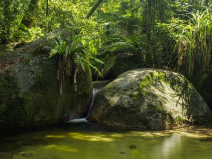 Rocks and pond in forest