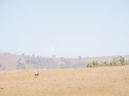 Sheep in dry field