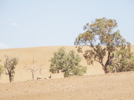 Sheep in dry field