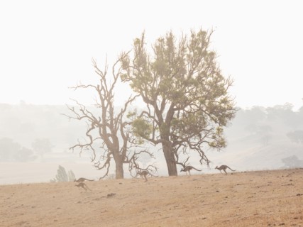 Kangaroos in dry field