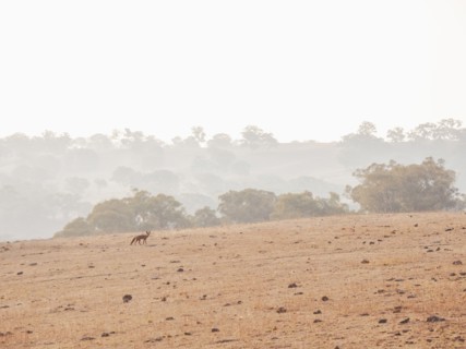Fox in dry field