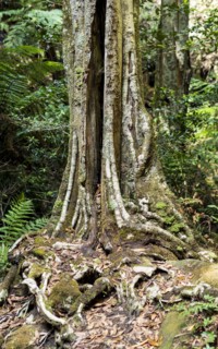 Tree trunk in forest