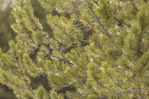 Branches on spruce tree