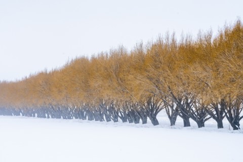 Brown willow trees in snow