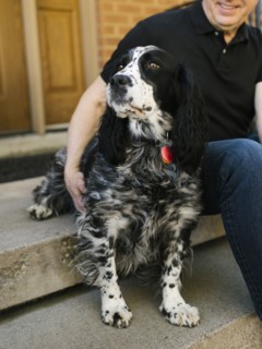 English springer spaniel and owner sitting on steps