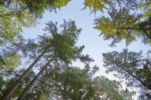 USA, Washington, San Juan County, Orcas Island, Low angle view of trees
