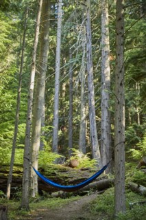 USA, Washington, San Juan County, Orcas Island, Hammock in trees