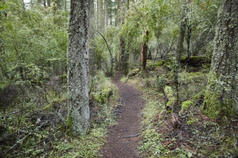 USA, Washington, San Juan County, Orcas Island, Path in forest