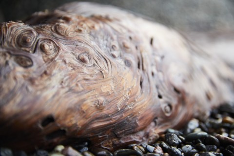 Detail of gnarled wood