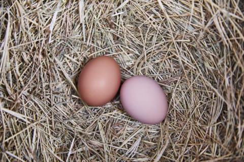 Overhead view of two eggs on straws