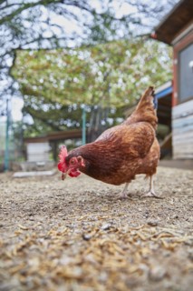 Pecking chicken in farm