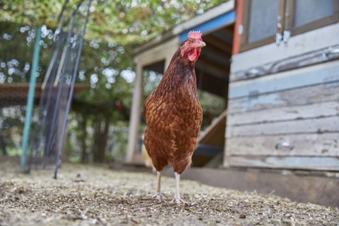 Brown chicken in farm