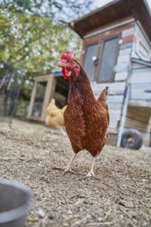 Brown chicken in farm