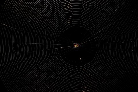 Spiny Orb Weaver (Gasteracantha) in spiderweb