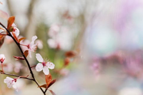 Spring blossoms on tree branch