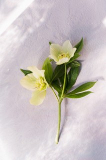 Spring flowers against dappled light on wall