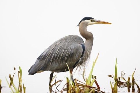 Blue Herron (Ardea herodias) wading in water