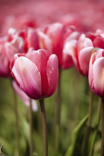 Close-up of pink tulip in field