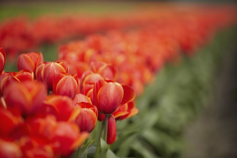 Red tulips in field