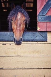 Portrait of horse in stable