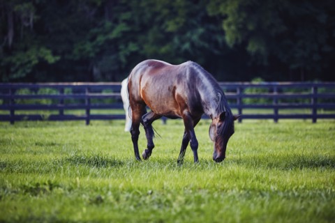Horse grazing in pasture