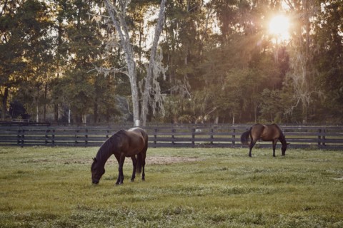 Horses grazing in pasture