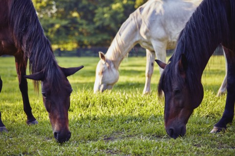 Horses grazing in pasture