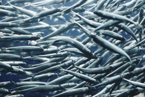 School of fish in sea