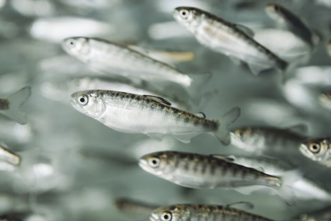 Close up of swimming fish