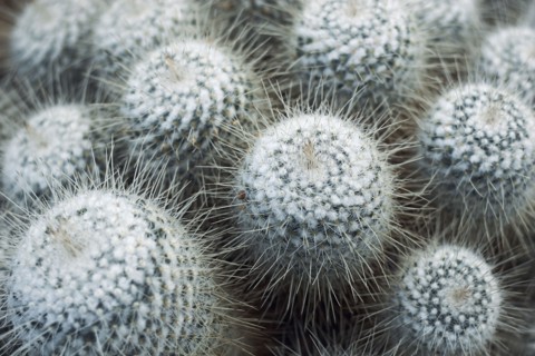 Close up of cacti