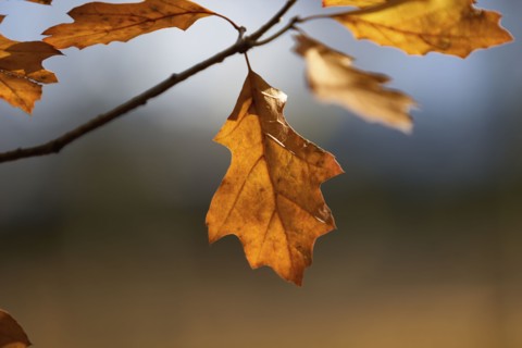 Close up of dry leaves on branch