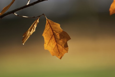 Close up of dry leaves on branch