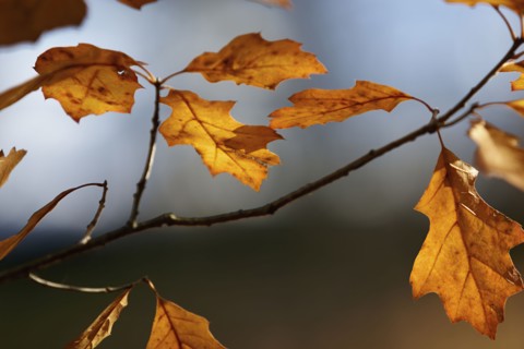 Close up of dry leaves on branch