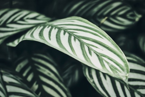 Green palm leaves