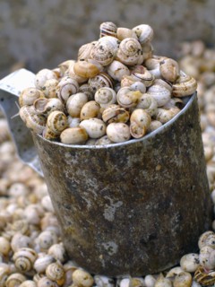 Edible snails in bucket for sale