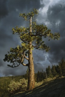 USA, Arizona, Sedona, Juniper tree against storm clouds