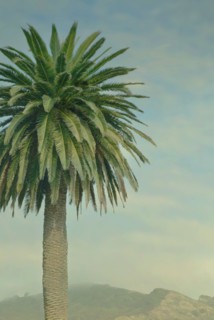 USA, Palm tree near mountains
